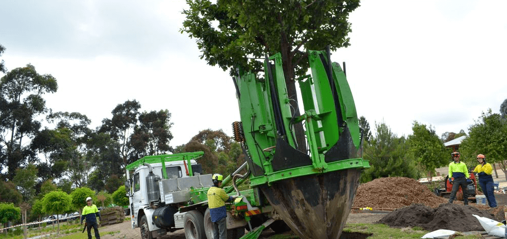 Tree Relocation, Tree Transplanting Sydney Wide